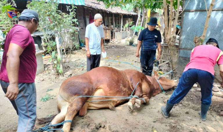 Tak kenal lelah dan kata libur, bagi Edi Sutanto sebagai penjagal sapi apalagi ketika memasuki Iduladha. (Gambar/Dok. Edi)