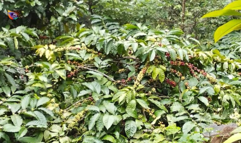 WhatsApp Image 2025-06-16 at 11.41.07