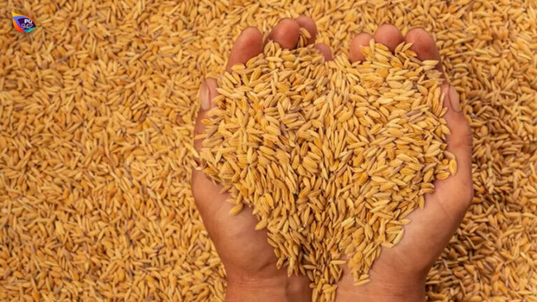 Harganya terus melambung tinggi, sementara mau produksi hawa wereng mengintai. (Freepik.com/Jcomp)