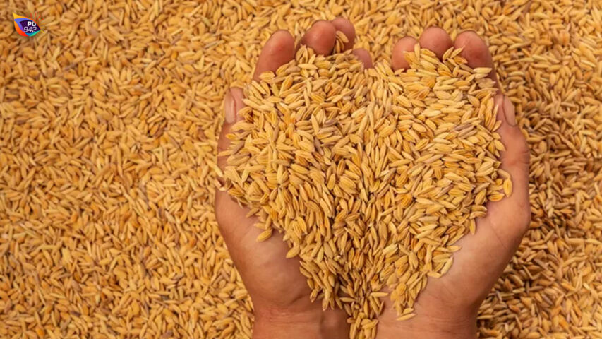 Harganya terus melambung tinggi, sementara mau produksi hawa wereng mengintai. (Freepik.com/Jcomp)