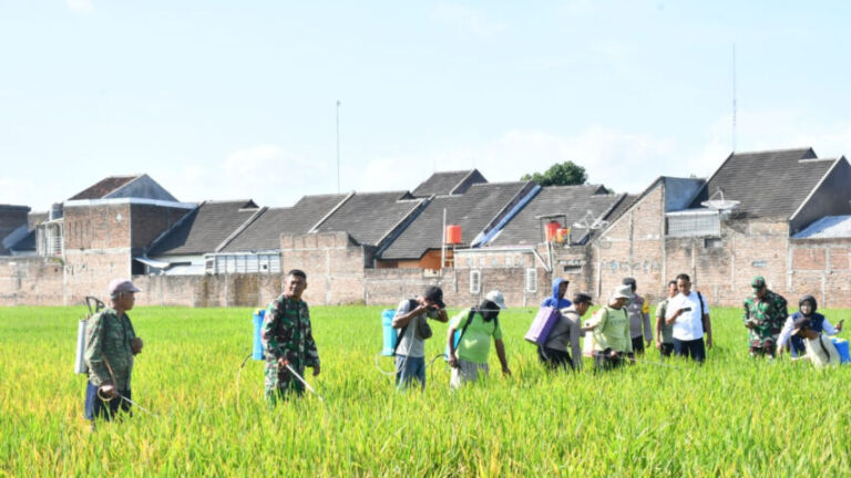 Setidaknya 213 hektare telah dilakukan penyemprotan serentak dari total 875 hektare. (Gema Surya/Yudi)