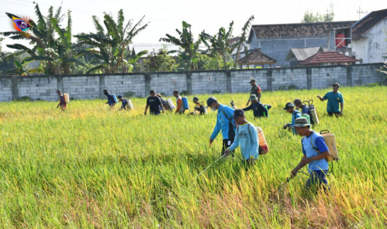 Hama wereng pada tanaman padi petani di Ponorogo tidak mempengaruhi serapan gabah. (Gema Surya/Yudi)