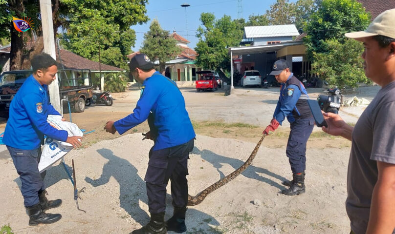 Ular phyiton setelah memangsa ayam milik warga sekitar, diamankan tim Damkar Satpol PP. (Gambar/Damkar Satpol PP)