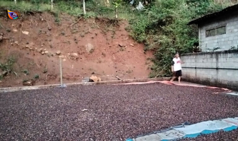Ponorogo punya potensi besar tentang kopi, karena budaya masyarakatnya yang lekat dengan kopi. Namun cara yang tergesa dinilai membuat kualitas kopinya kurang baik. (Foto/Lukito)