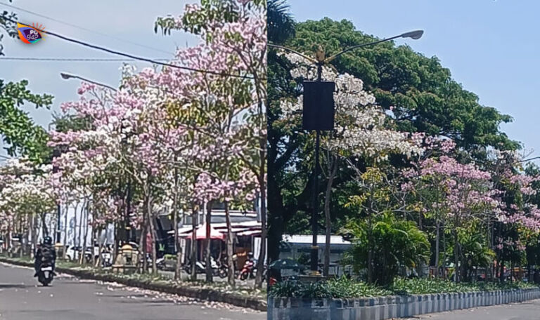 Salah satu titik tanaman tabebuya yang tumbuh, kini sudah berbunga dan hasilnya cukup cantik. (Foto/Kiriman Marjono)