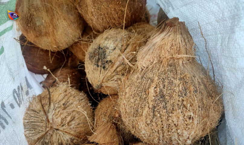 kelapa1