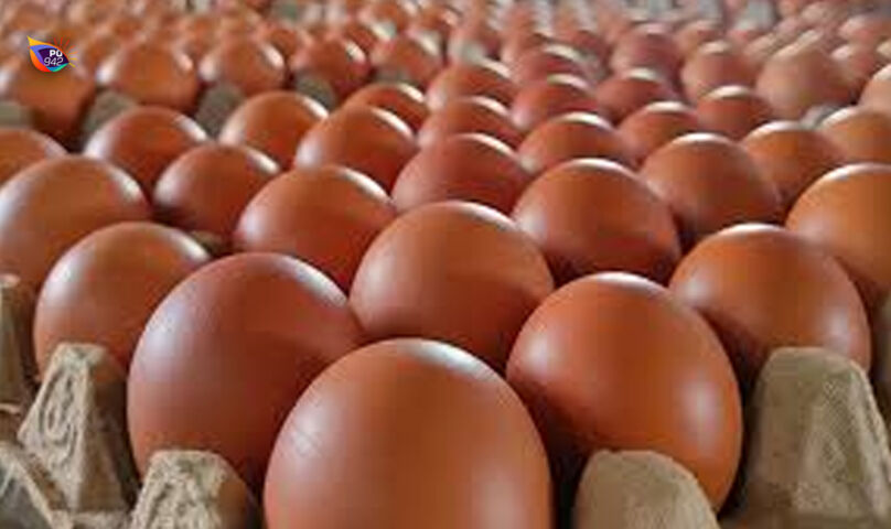 telur