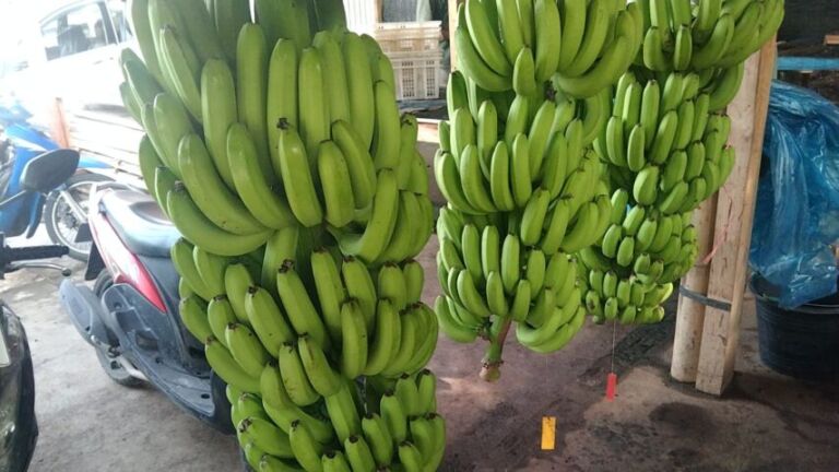 WhatsApp Image 2026-03-25 at 08.18.55