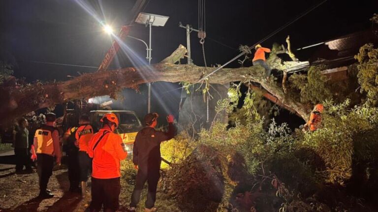 Pohon jenis asam jawa yang tumbang berdampak cukup serius. Lalu lintas, aliran listrik terganggu. (Foto/Dok. Polsek Sawoo)