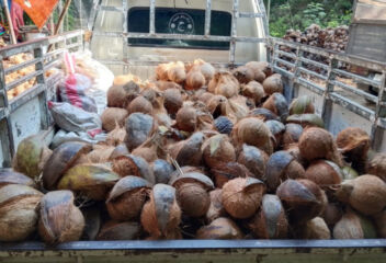 stok kelapa melimpah, harga menurun