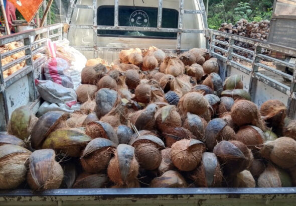 stok kelapa melimpah, harga menurun