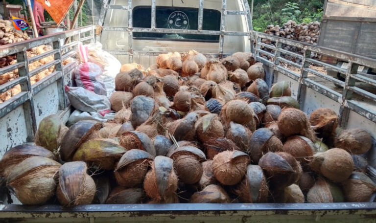 stok kelapa melimpah, harga menurun