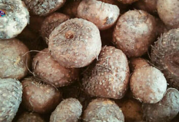 Umbi Porang (foto: Istimewa)