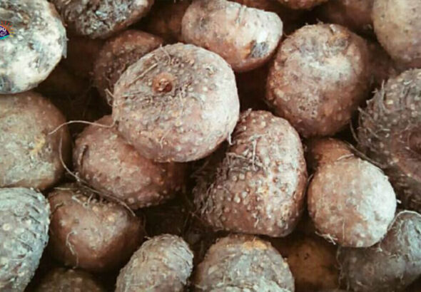 Umbi Porang (foto: Istimewa)