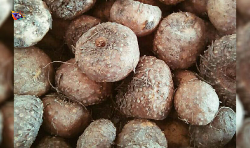 Umbi Porang (foto: Istimewa)