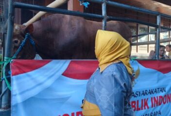 Sapi Bantuan Presiden yang disalurkan ke Masjid Tegalsari (foto: Yudi)