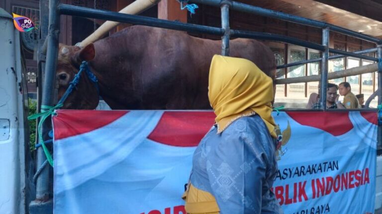 Sapi Bantuan Presiden yang disalurkan ke Masjid Tegalsari (foto: Yudi)