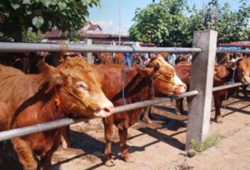 Enam sapi di bagikan Pemkab Ponorogo saat idul adha tahun ini (foto: Istimewa)