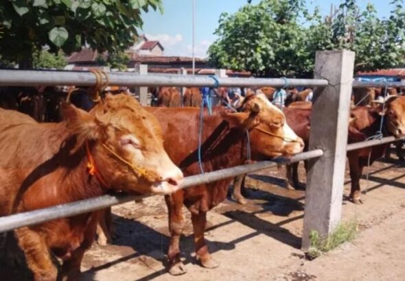 Enam sapi di bagikan Pemkab Ponorogo saat idul adha tahun ini (foto: Istimewa)