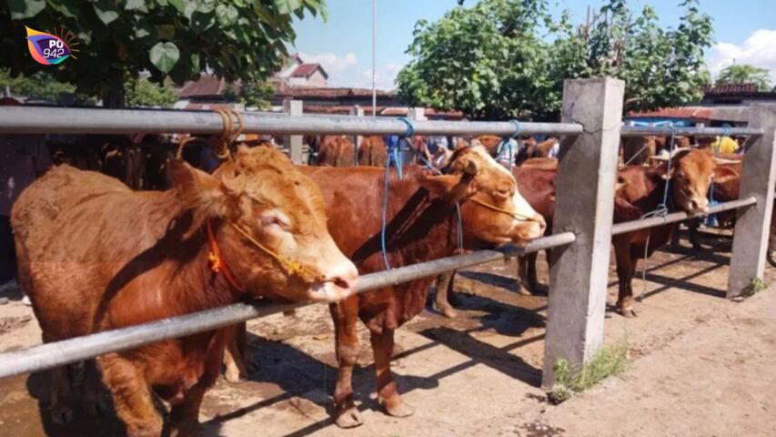 Enam sapi di bagikan Pemkab Ponorogo saat idul adha tahun ini (foto: Istimewa)