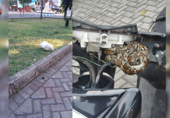 evakuasi ular piton