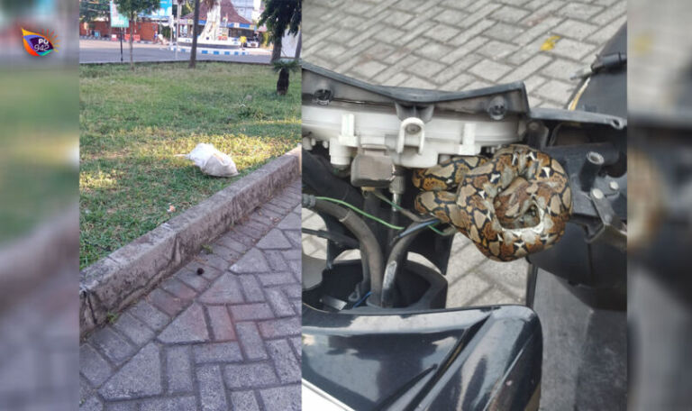 evakuasi ular piton