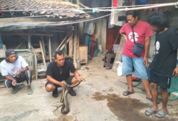 proses evakuasi ular piton (Foto: Yudi)