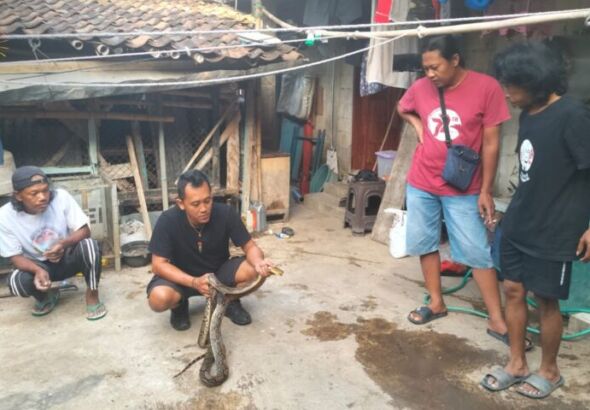 proses evakuasi ular piton (Foto: Yudi)