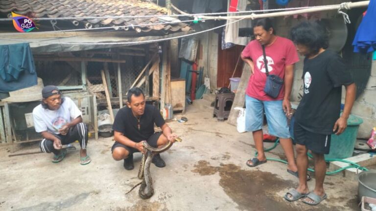 proses evakuasi ular piton (Foto: Yudi)