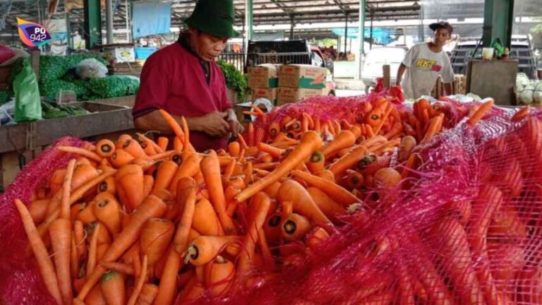 Harga Wortel Meroket Dari Petani Karna beberapa Faktor (Foto: Istimewa)