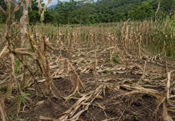 ilustrasi jagung jagung yang di curi di ladang (foto: ilustrasi)