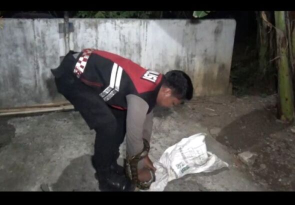 Proses Pengamanan Ular Piton oleh Petugas Evakuasi (foto : Yudi)