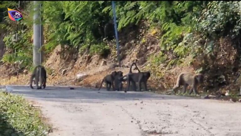 BBKSDA Larang Pengunjung dan Warga Memberi Makan Monyet (Foto: Yudi)