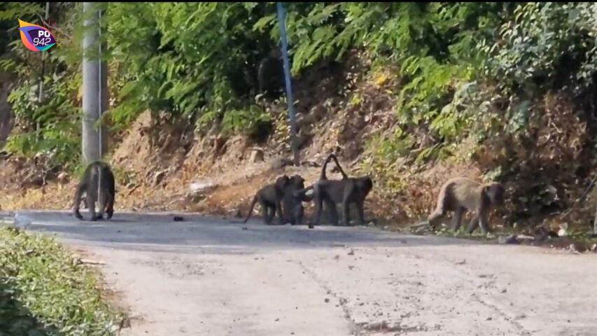 BBKSDA Larang Pengunjung dan Warga Memberi Makan Monyet (Foto: Yudi)