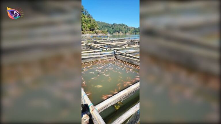 Banyak Pemaser Buru Ikan Mabuk di Ngebe (Foto: Langgeng)