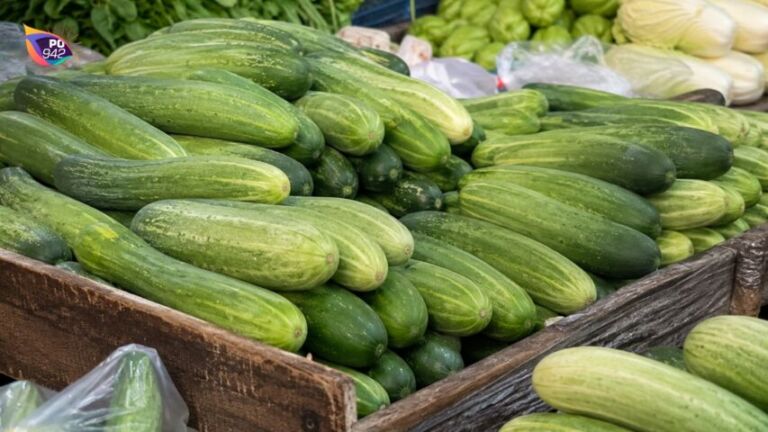 Harga Timun Mahal Petani Pilih Tanam Jenis Lain (Foto: Ilustrasi)