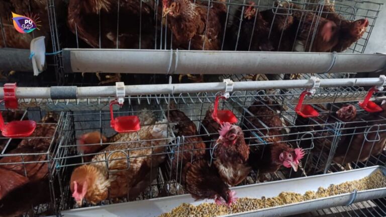 Harga Telur Anjlok, ASN Digerakan Untuk Beli Telur Lokal (Foto: Yudi)