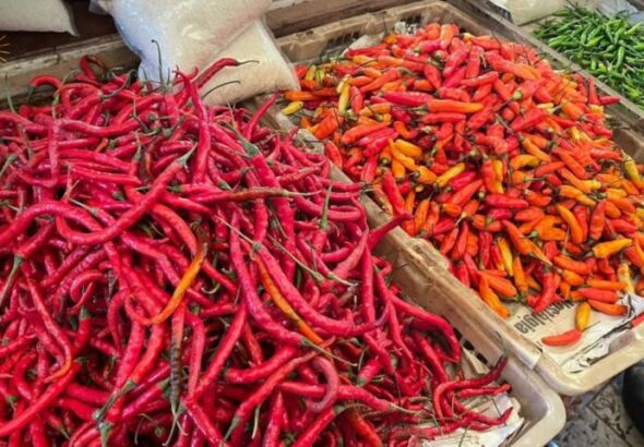 Harga Timun Kacang Panjang Naik, Cabai Justru semakin Murah (Foto: Istimewa)