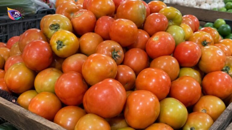 Harga Tomat Anjlok Rp.7.000 per kilogram (Foto: Ilustrasi)