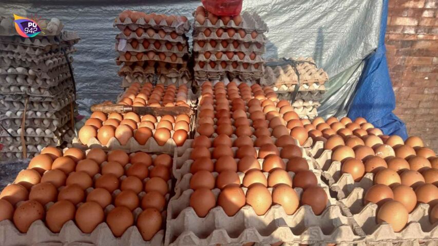 Harga Telur Ayam Rp24.000 kg (Foto: Istimewa)