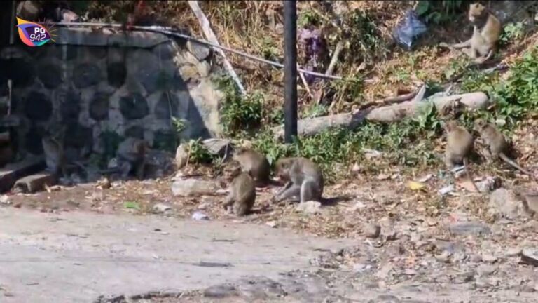 Ratusan Kera Ekor Panjang Turun ke Kawasan Pasar Ngebel Wagir Lor karna Lapar (Foto: Yudi)