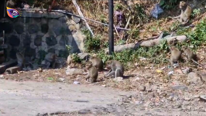 Ratusan Kera Ekor Panjang Turun ke Kawasan Pasar Ngebel Wagir Lor karna Lapar (Foto: Yudi)
