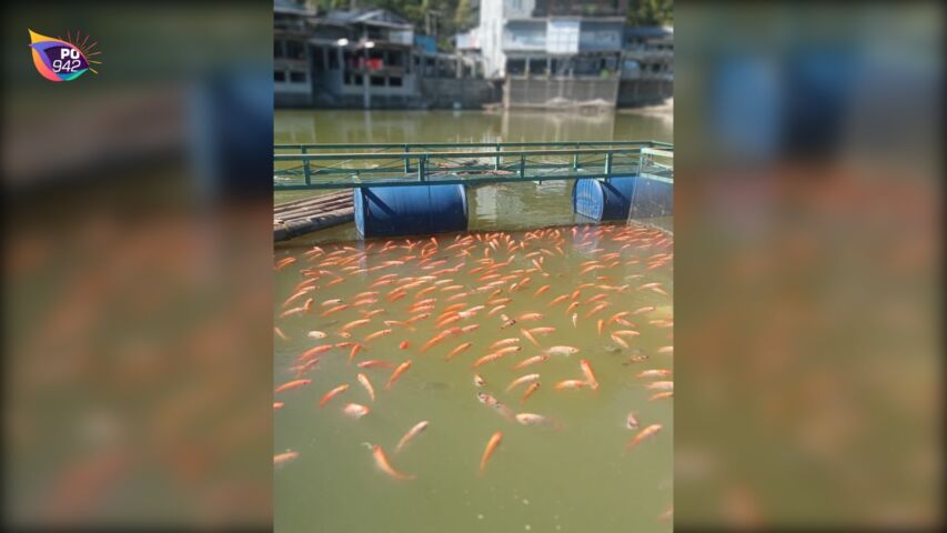 Petani Keramba di Telaga Ngebel Lakukan Panen Dini (Foto: Langgeng)