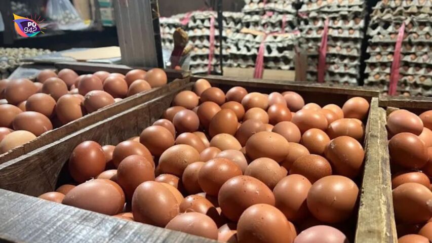 Banyak Dapur SPPG yang Tawar Telur Ayam Harga Rendah, Peternak “Ngadu” ke Provinsi (Foto: Istimewa)
