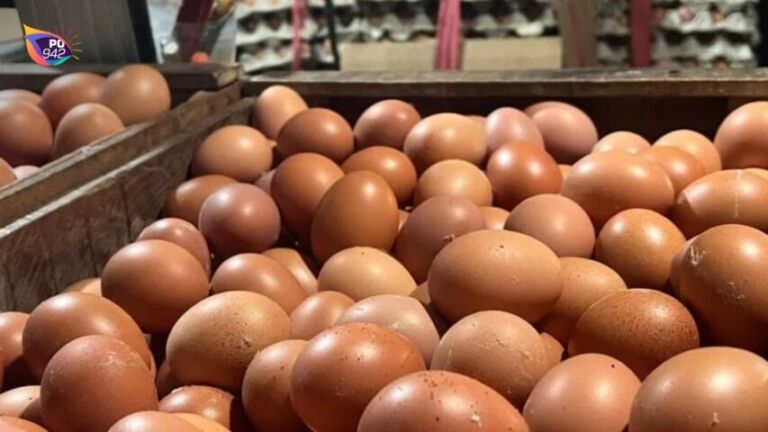 Harga Ayam Telur Masih Anjlok (Foto: Istimewa)