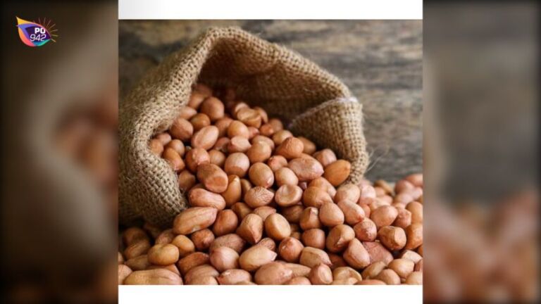 Harga Kacang Tanah Bagus (Foto: Istimewa)