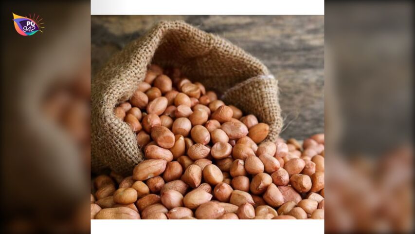 Harga Kacang Tanah Bagus (Foto: Istimewa)