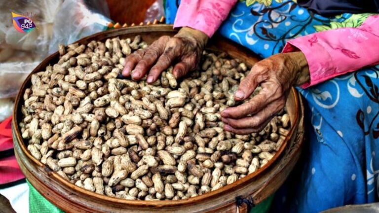 Harga Kacang Tanah Kembali Melejit, Tembus Rp43 - 45 Ribu per Kilogram (Foto: Istimewa)