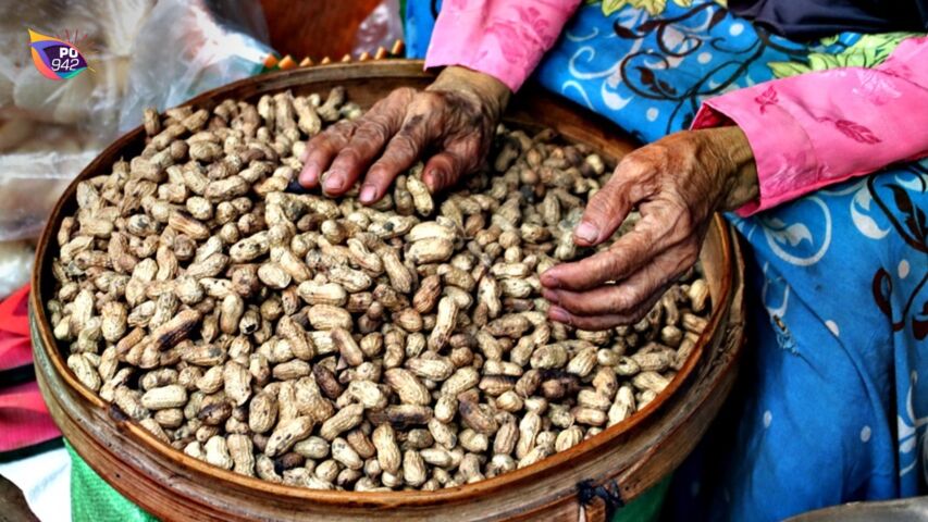 Harga Kacang Tanah Kembali Melejit, Tembus Rp43 - 45 Ribu per Kilogram (Foto: Istimewa)
