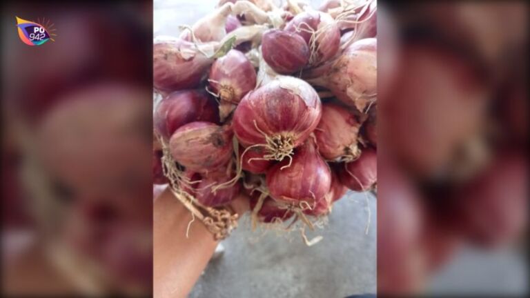 Harga Bagus, Petani di Sukorejo Coba Peruntungan dengan Bertanam Brambang (Foto: Tri Narmi)